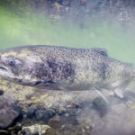 A Review Of Efforts To Recover Sacramento Valley Chinook Salmon