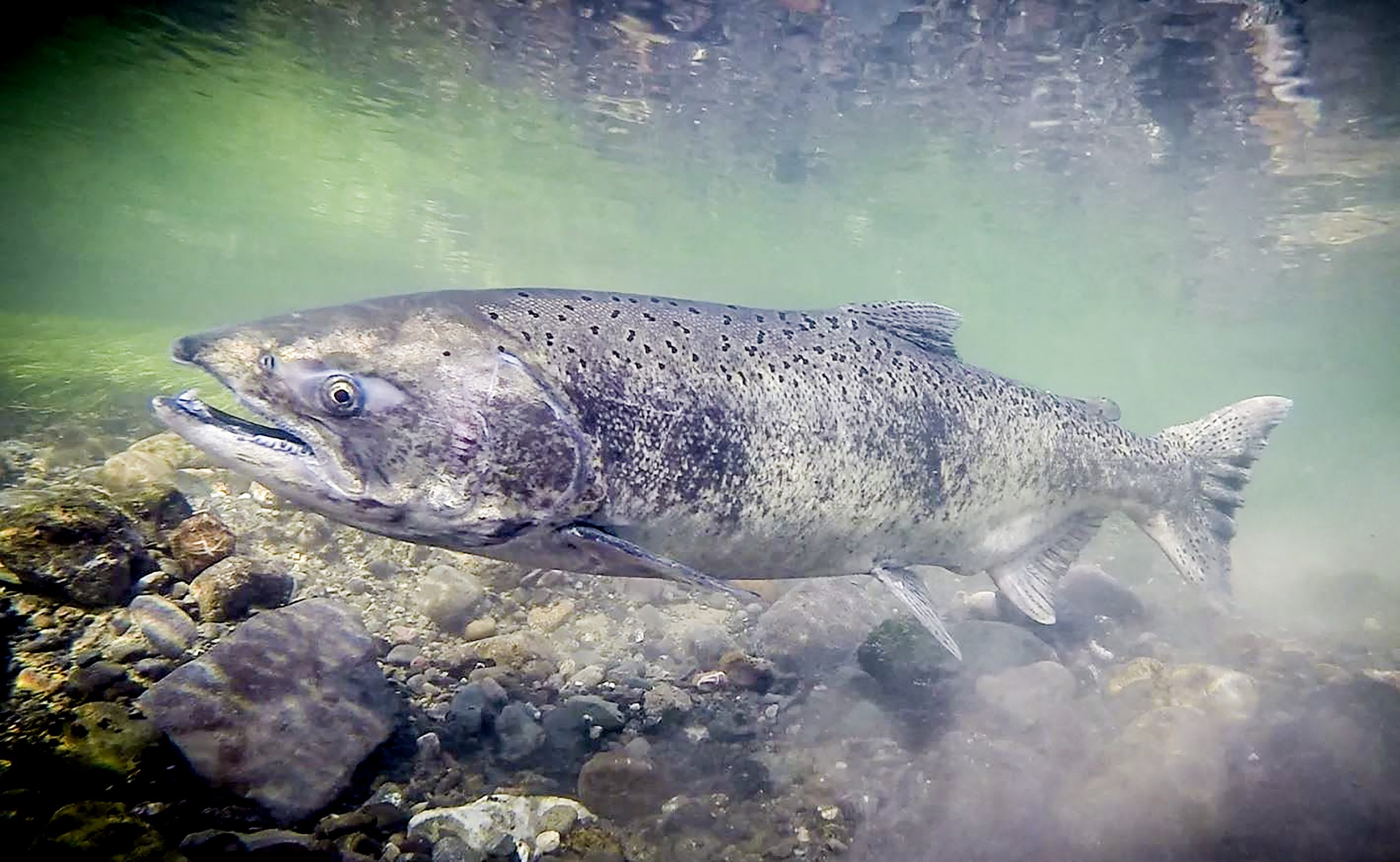 A Review Of Efforts To Recover Sacramento Valley Chinook Salmon 