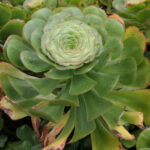 Aeonium Undulatum Stalked Aeonium Saucer Plant Helix Water District