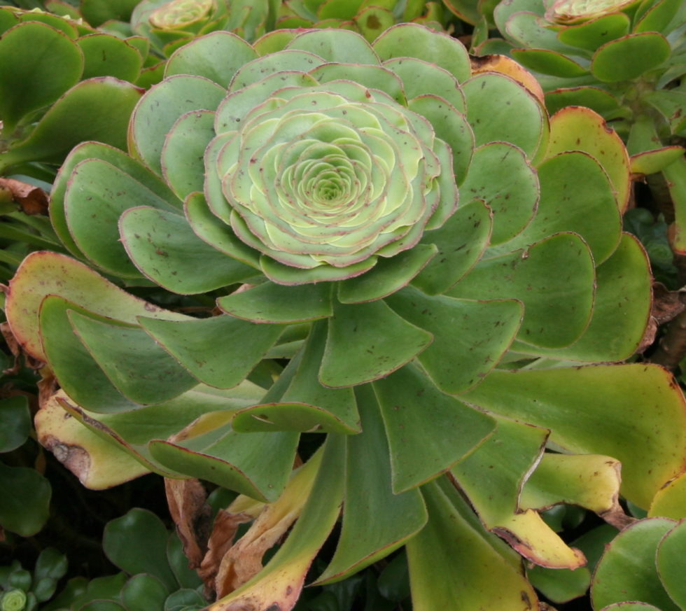 Aeonium Undulatum Stalked Aeonium Saucer Plant Helix Water District