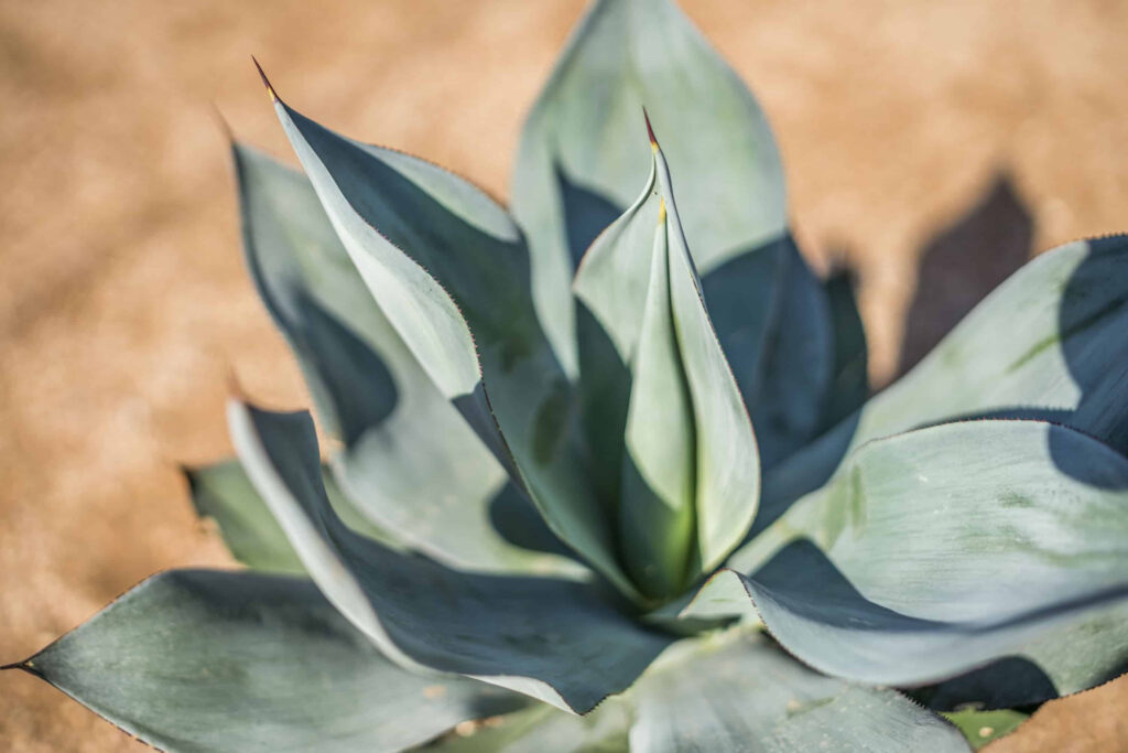 Agave Blue Flame Desert Horizon Nursery