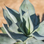 Agave Blue Flame Desert Horizon Nursery