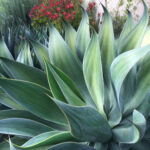 Agave X Blue Flame Blue Flame Agave Helix Water District