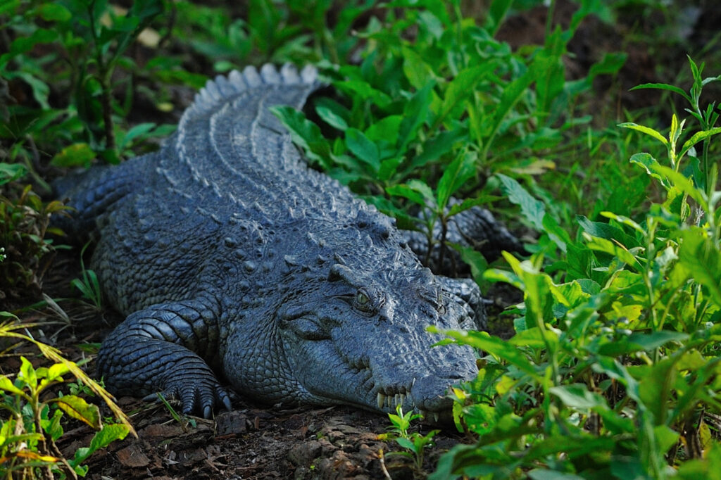 American Tourist Loses Arm During Crocodile Attack At Mexican Lagoon