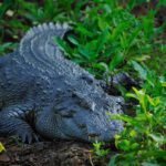 American Tourist Loses Arm During Crocodile Attack At Mexican Lagoon