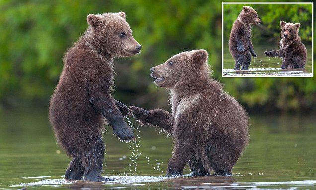 Bear Cubs Look Like They re Shaking On A Deal As They Play In The Water 