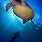 Blue Planet Earth Pics Animals Wild Animals Turtle