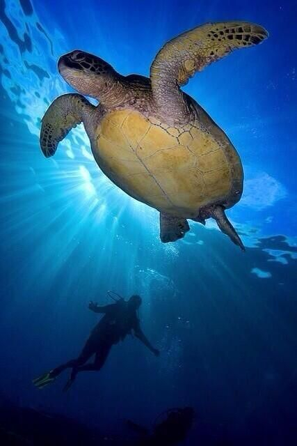 Blue Planet Earth Pics Animals Wild Animals Turtle