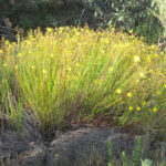 Calscape Common Sun Rose Peak Rush Rose Rushrose Helianthemum