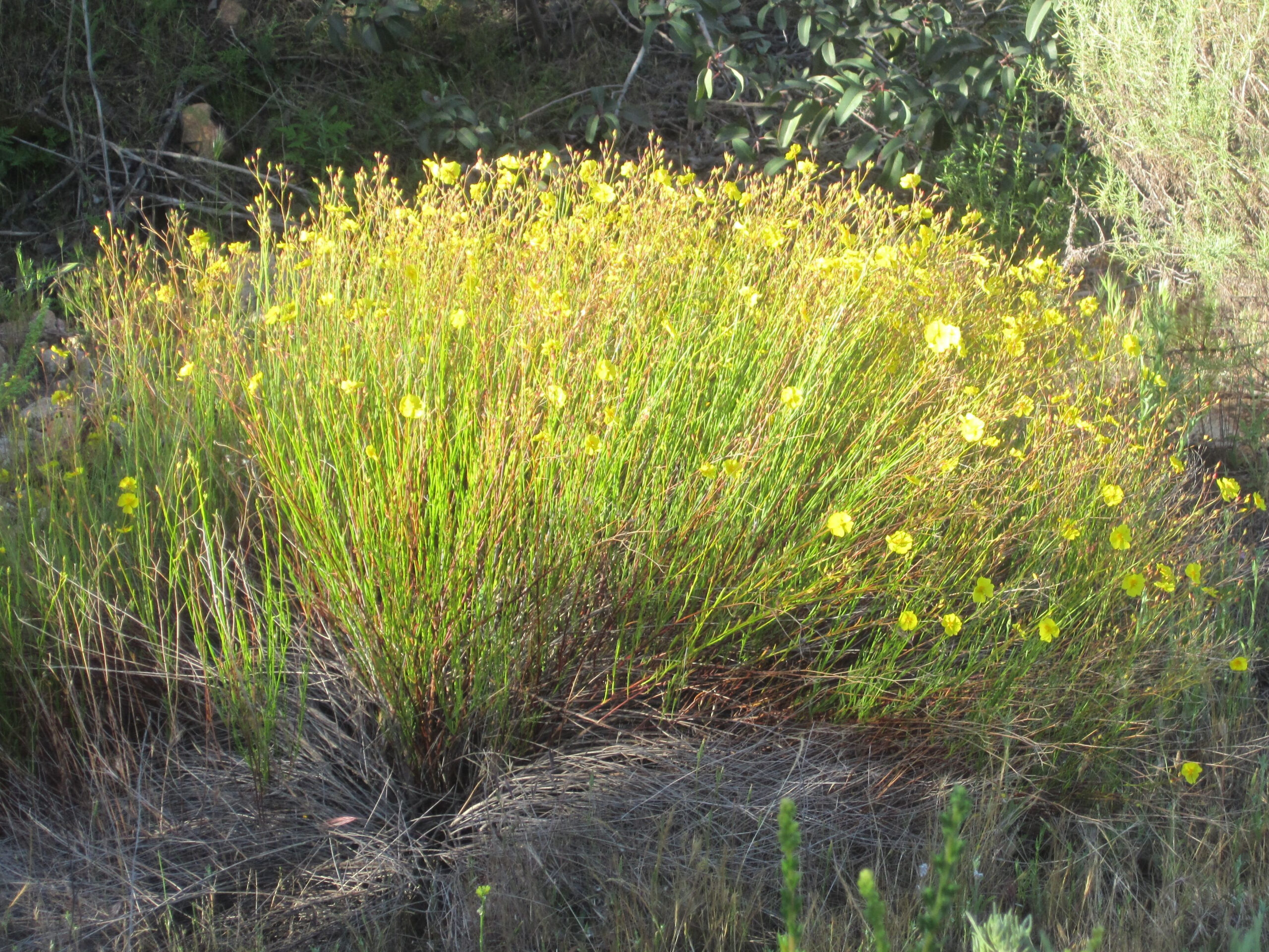 Calscape Common Sun Rose Peak Rush Rose Rushrose Helianthemum 