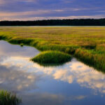 Can Software Save Salt Marshes Ensia