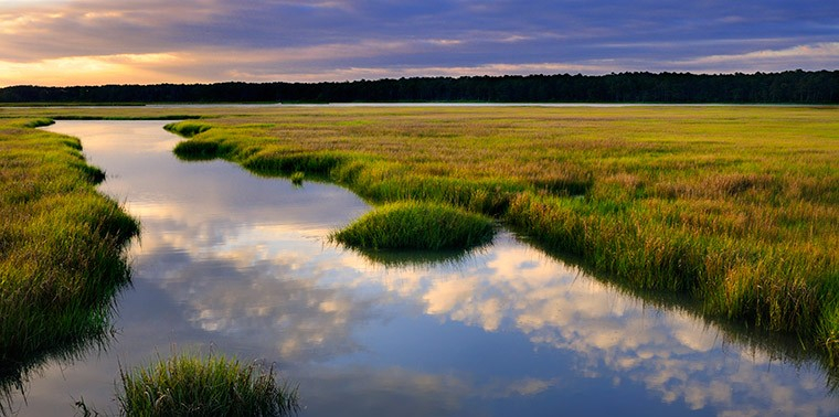 Can Software Save Salt Marshes Ensia