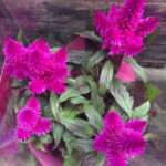 Celosia Argentea How To Grow Care