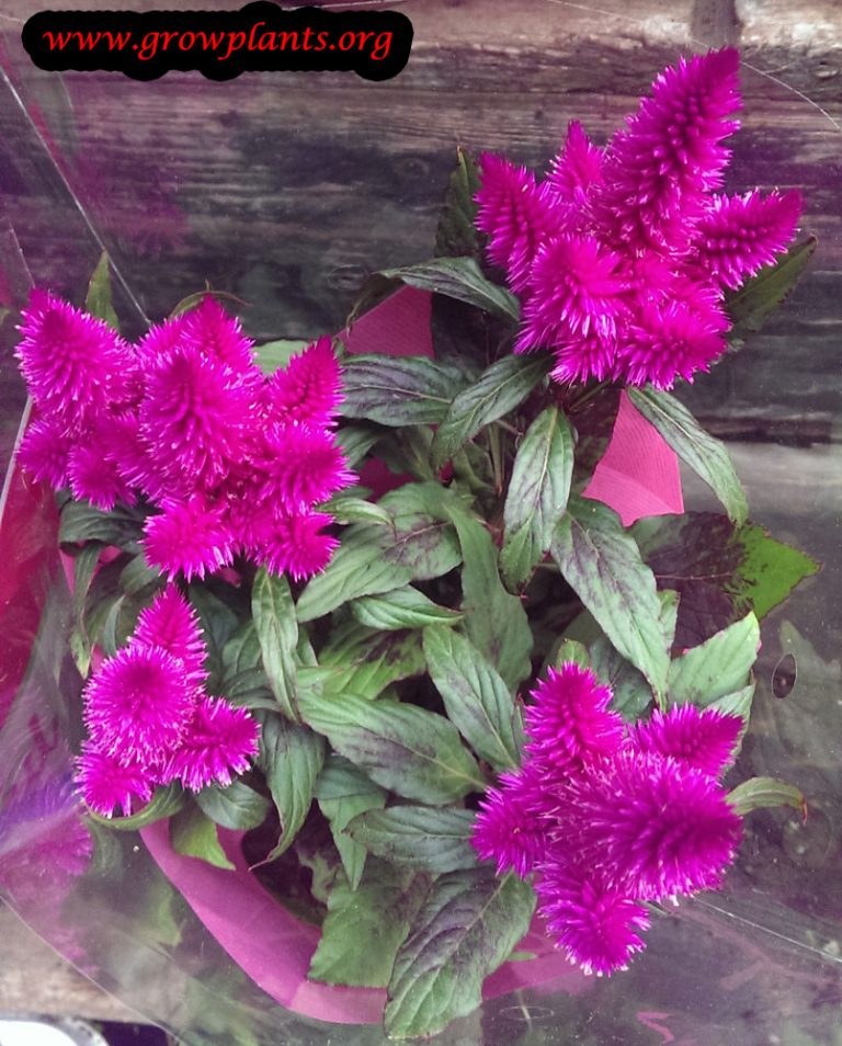 Celosia Argentea How To Grow Care