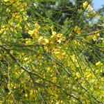 Cercidium X Desert Museum Thornless Palo Verde Helix Water District