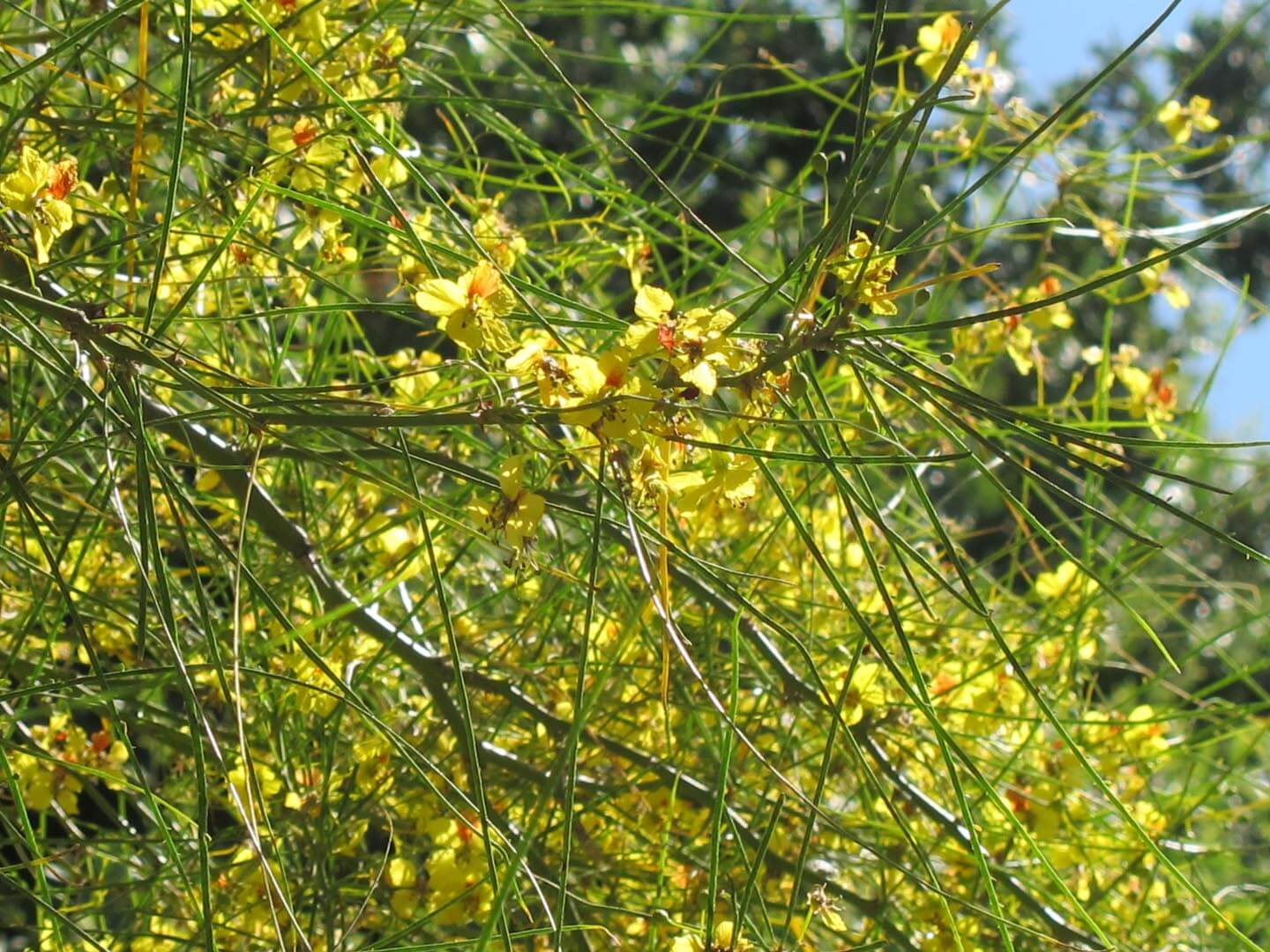 Cercidium X Desert Museum Thornless Palo Verde Helix Water District