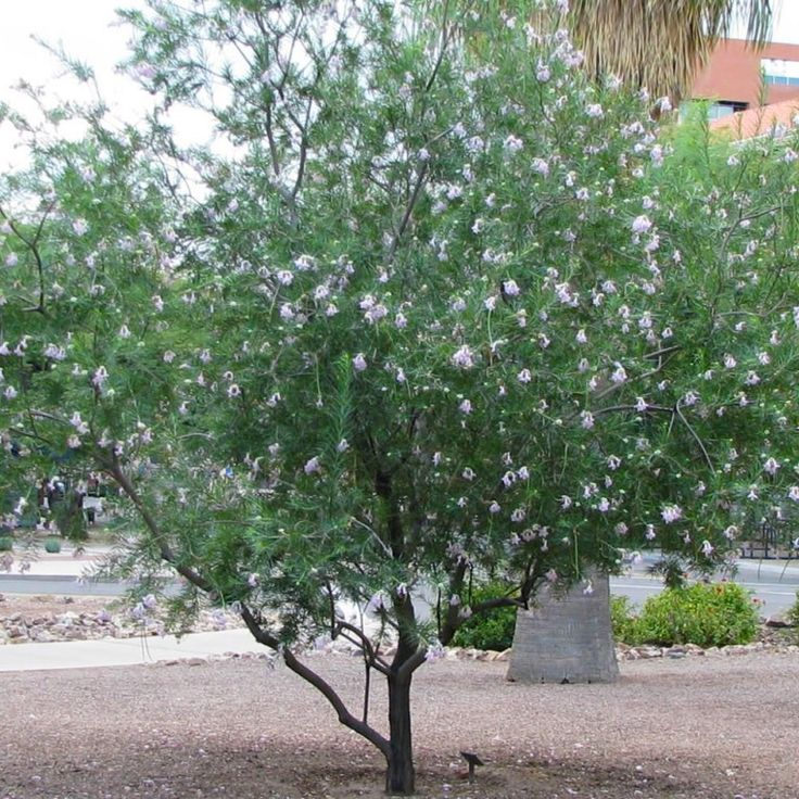 Desert Willow Desert Willow Tree Desert Willow Low Water Plants