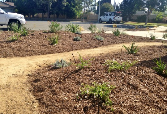 Drought Tolerant Orange County Landscapes Installation