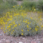 Encelia Farinosa California Sunflower California Native Plants Water