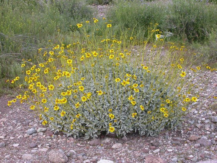 Encelia Farinosa California Sunflower California Native Plants Water 