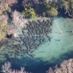 Endangered Florida Manatee Trichechus Manatus Crystal R Flickr