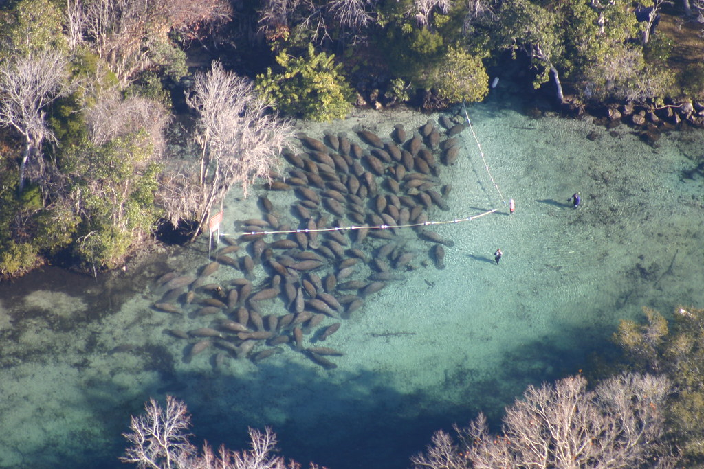 Endangered Florida Manatee Trichechus Manatus Crystal R Flickr