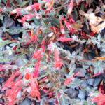 Epilobium California Fuchsia CA Native Native Plants Country