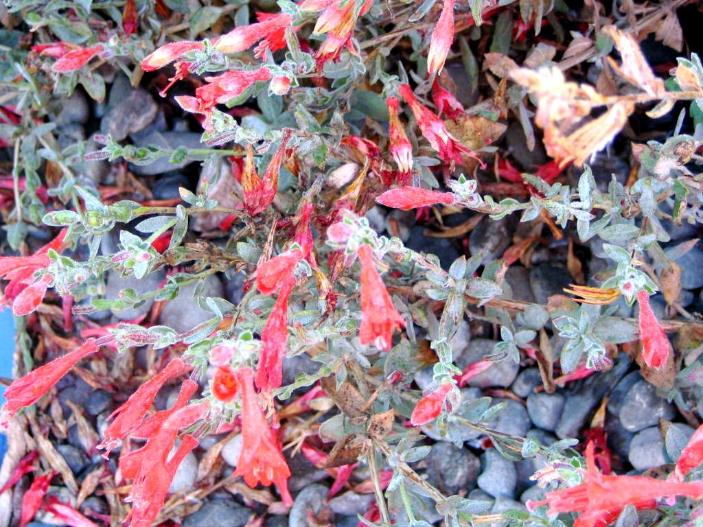 Epilobium California Fuchsia CA Native Native Plants Country 