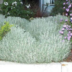 Gray Lavender Cotton SCV Water