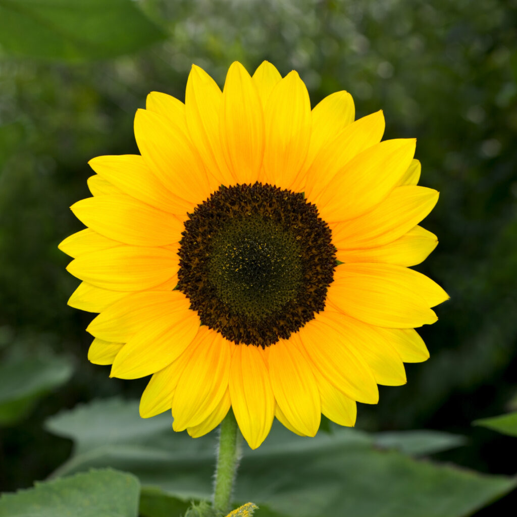 How To Care For Sunflowers Inside Home Guides SF Gate