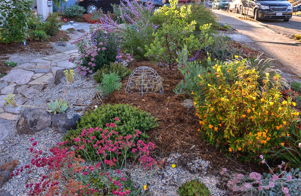 How To Replace A Lawn With California Natives and Other Drought 