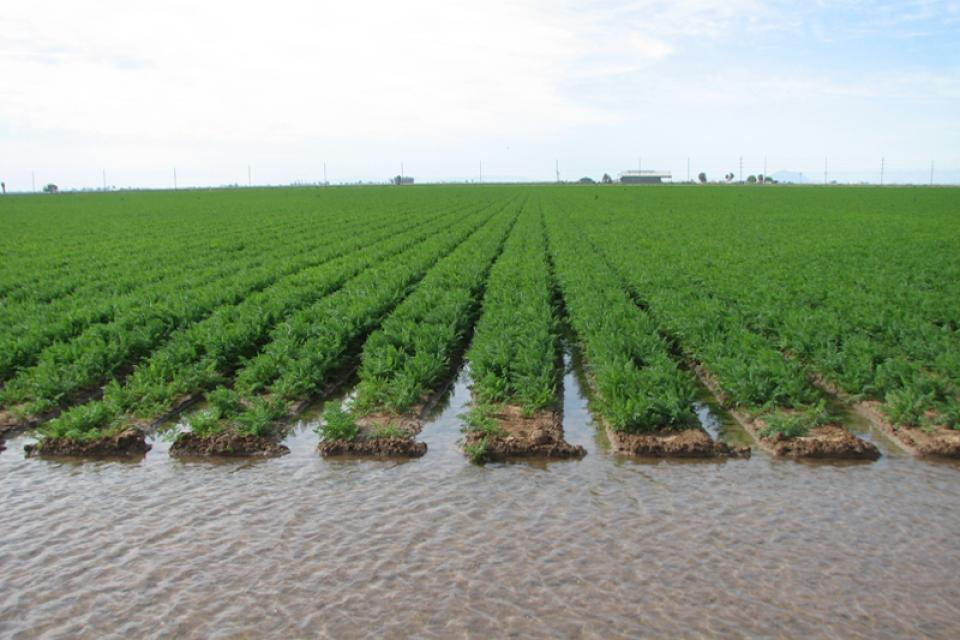 Imperial Valley Water Education Foundation