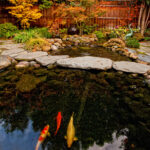 Koi Pond Builder Santa Cruz Monterey San Jose San Francisco