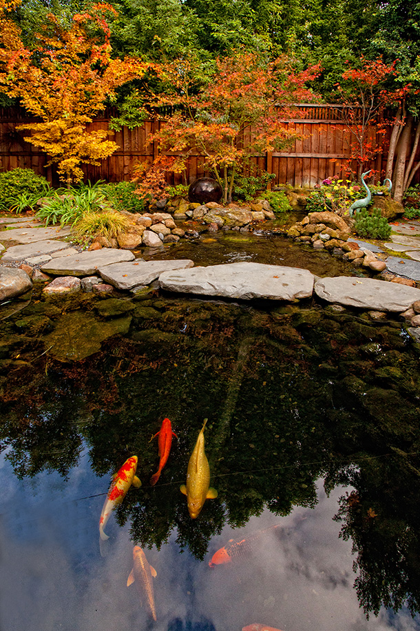 Koi Pond Builder Santa Cruz Monterey San Jose San Francisco 