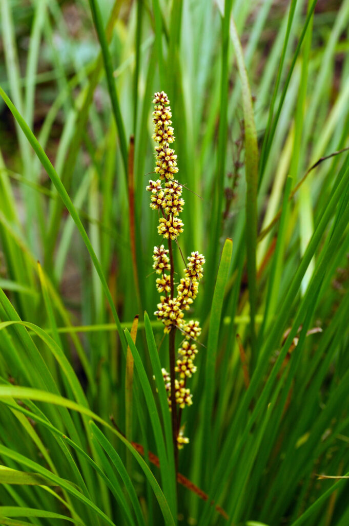 Lomandra Longifolia Breeze Dwarf Mat Rush Helix Water District