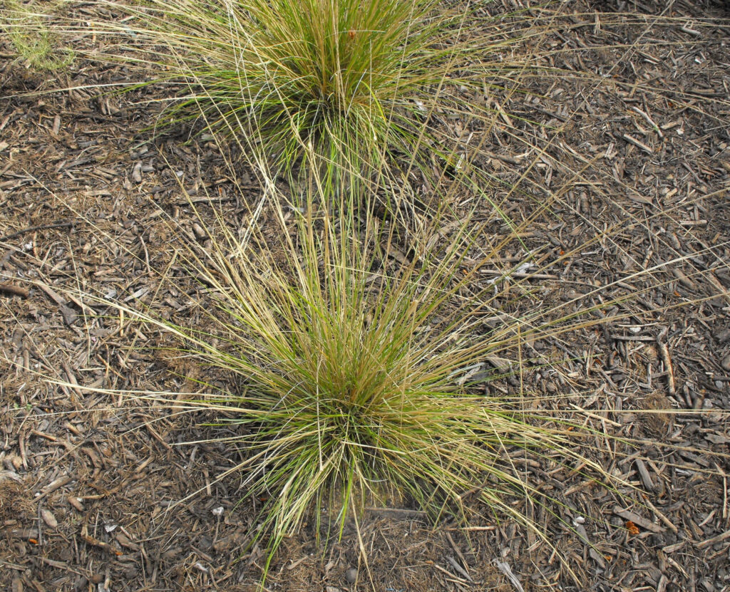 Muhlenbergia Dubia Pine Muhly Helix Water District