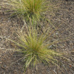 Muhlenbergia Dubia Pine Muhly Helix Water District