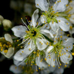 Native Plants Of Delaware Delaware Watersheds