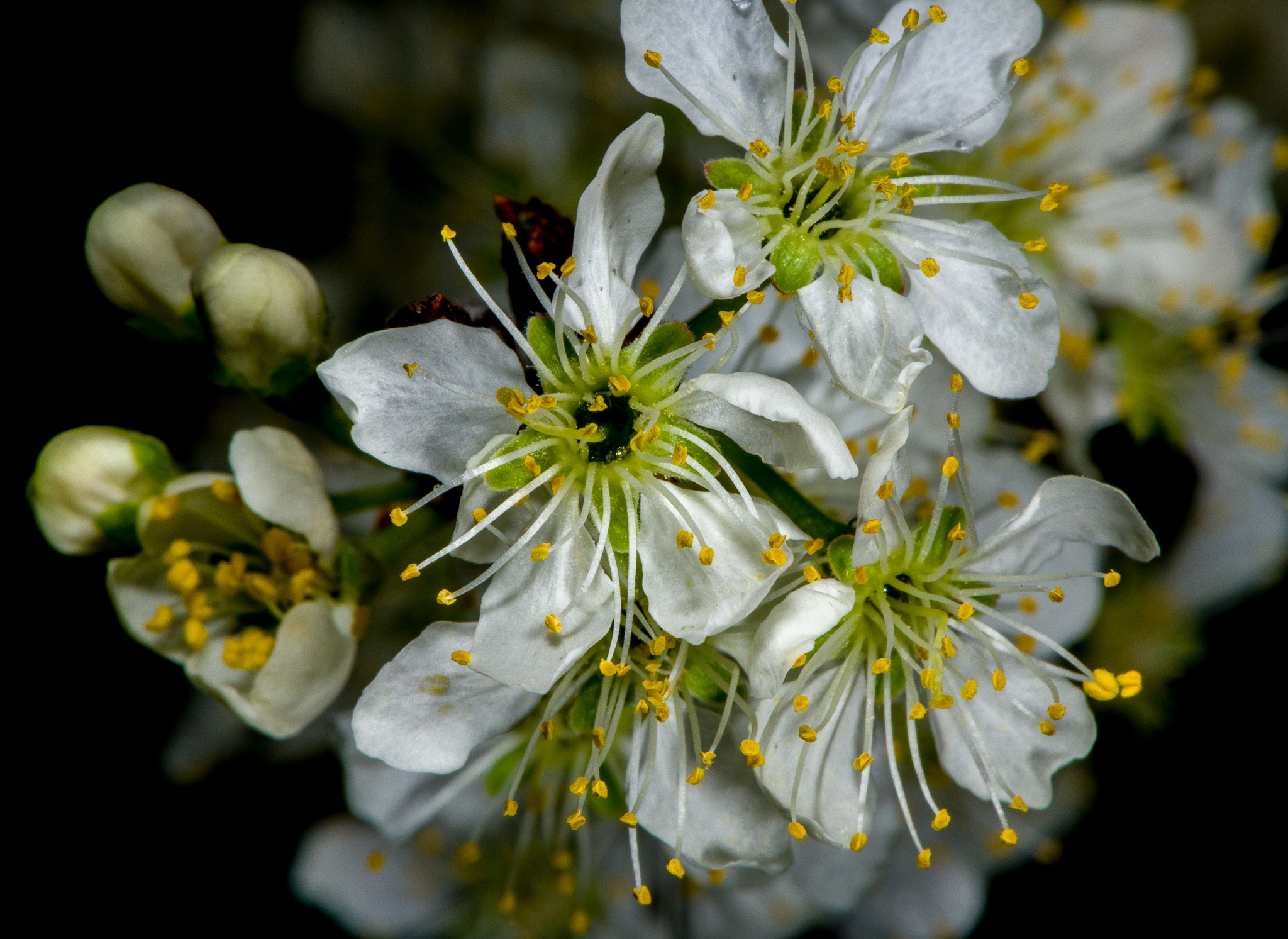 Native Plants Of Delaware Delaware Watersheds