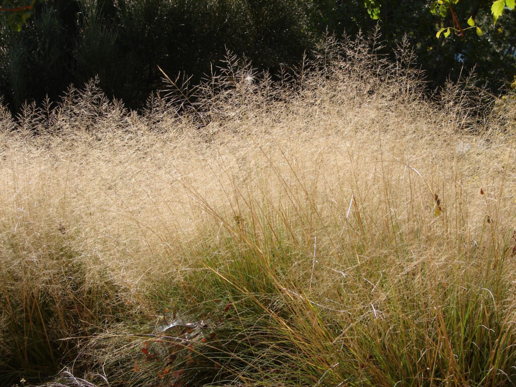 New Utah Gardener The Most Drought tolerant Waterwise Ornamental