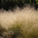 New Utah Gardener The Most Drought tolerant Waterwise Ornamental