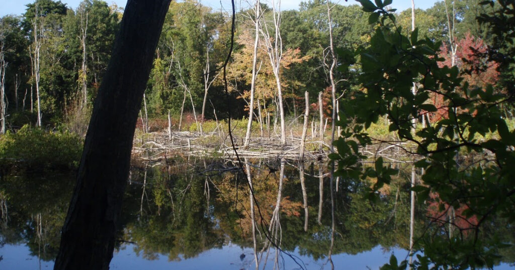 Northport Conservation News Fuchs Pond Preserve