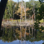 Northport Conservation News Fuchs Pond Preserve