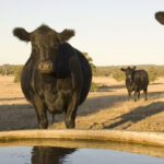 On farm Emergency Water Infrastructure Rebate Scheme Extended Further