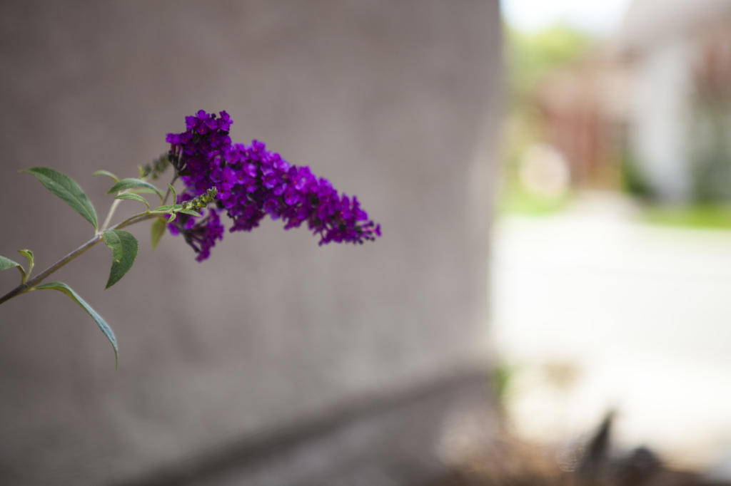 Orange County Drought Tolerant Landscaping