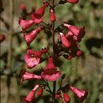 Parry s Penstemon SCV Water