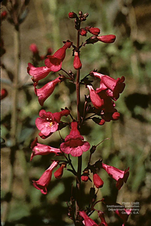 Parry s Penstemon SCV Water