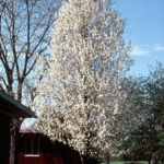 Pear Chanticleer Flowering TheTreeFarm