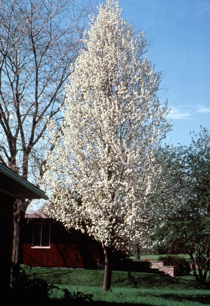 Pear Chanticleer Flowering TheTreeFarm