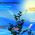 Photosynthesis Science Fair Projects And Experiments